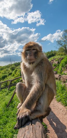 [2436x1125]巴巴里猕猴 猴子 野生 猿 苹果手机壁纸图片