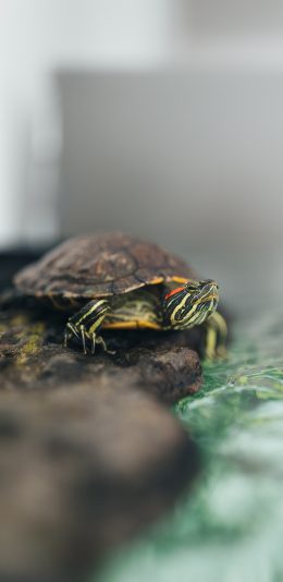 [2436x1125]巴西龟 宠物 爬行 苹果手机壁纸图片