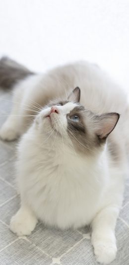 [2436x1125]布偶猫 宠物 猫咪  可爱 苹果手机壁纸图片