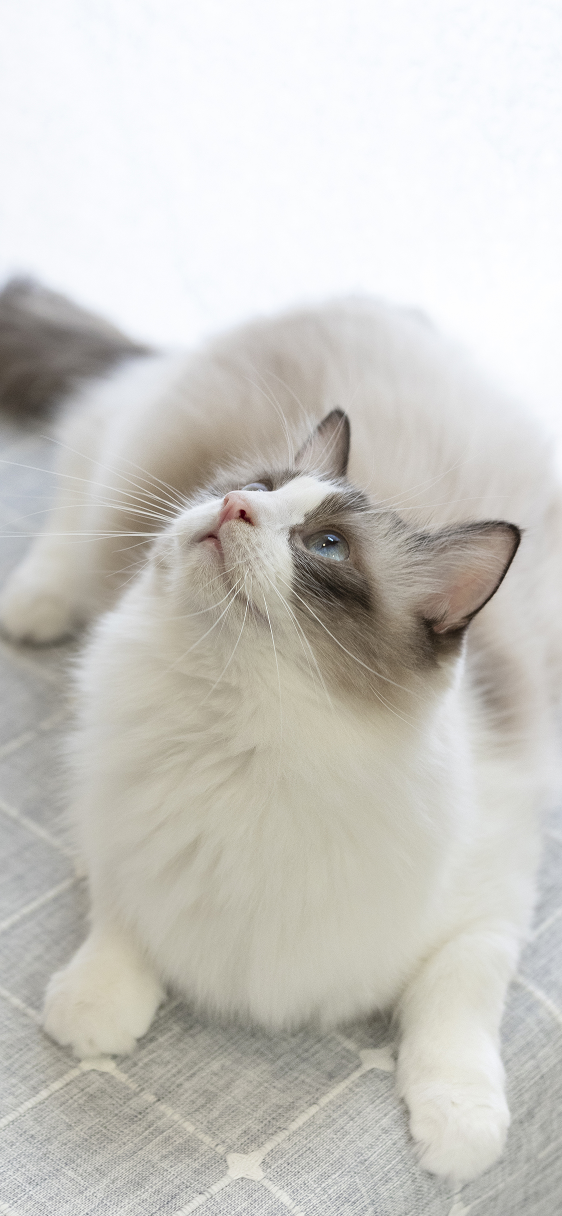 [2436×1125]布偶猫 宠物 猫咪  可爱 苹果手机壁纸图片