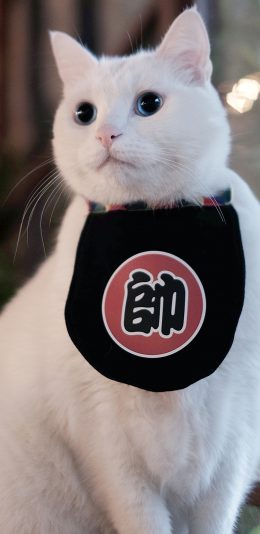 [2436x1125]帅 猫 白 宠物 动物 苹果手机壁纸图片