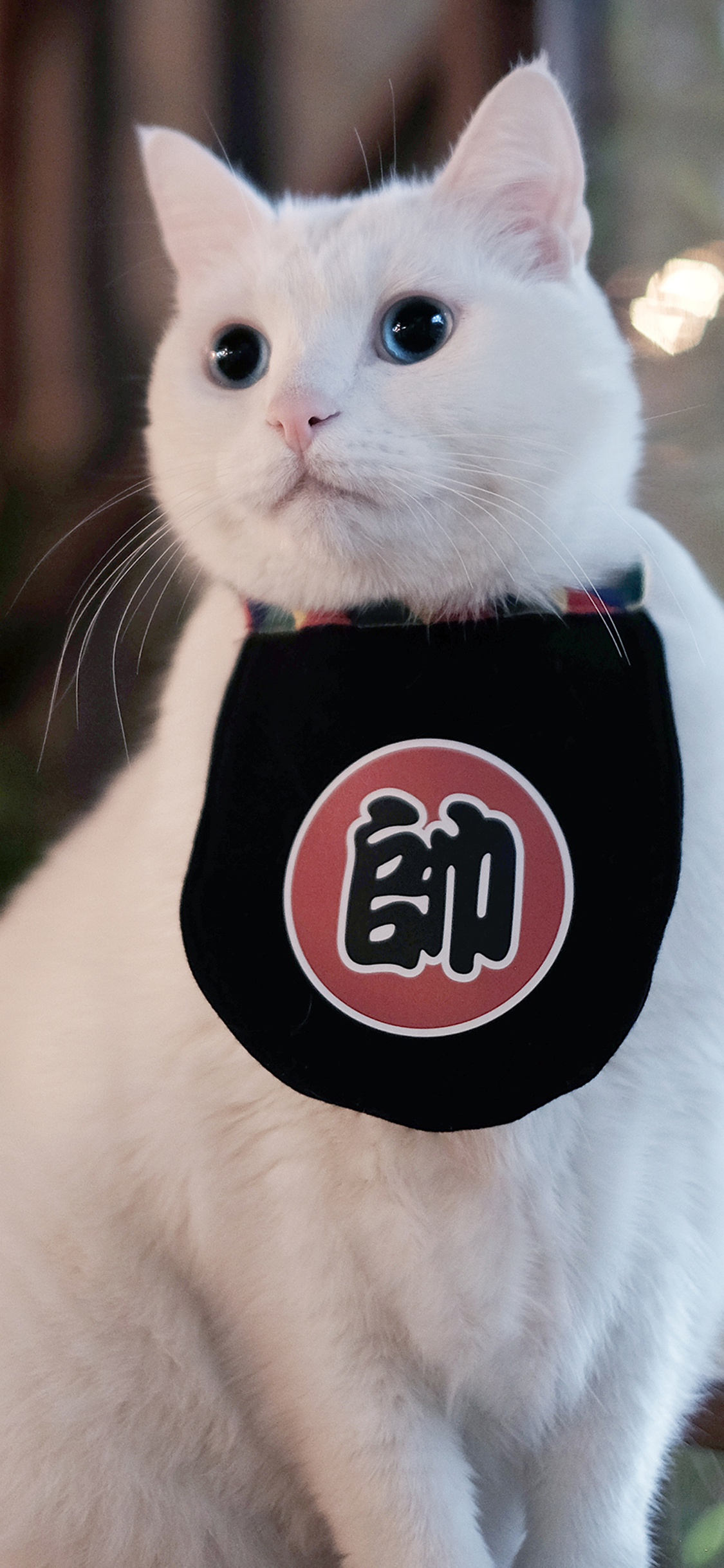 [2436×1125]帅 猫 白 宠物 动物 苹果手机壁纸图片