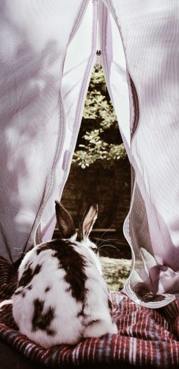 [2436x1125]帐篷 兔子 黑白 宠物 苹果手机壁纸图片