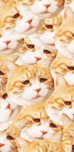 [2436x1125]平铺 创意 猫头 丧脸 动物 苹果手机壁纸图片