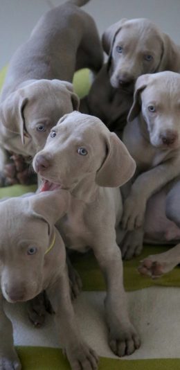 [2436x1125]幼仔 小狗 威玛猎犬 宠物 苹果手机壁纸图片