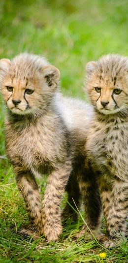 [2436x1125]幼仔 花豹 野外 猫科 苹果手机壁纸图片