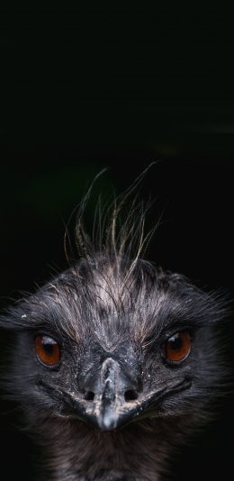 [2436x1125]幼仔 鸵鸟 鸟类 动物 苹果手机壁纸图片