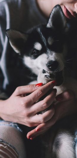 [2436x1125]幼崽 宠物狗 哈士奇 拆家 苹果手机壁纸图片