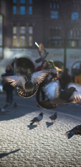 [2436x1125]广场 和平鸽 鸽子 灰色 苹果手机壁纸图片