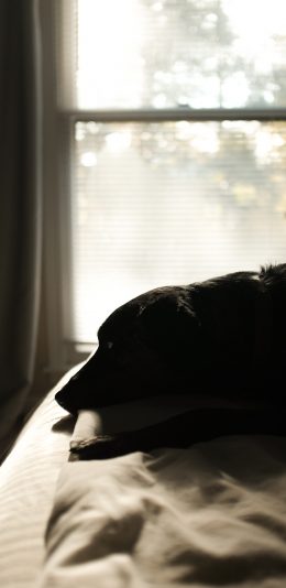 [2436x1125]床 宠物狗 黑狗 汪星人 苹果手机壁纸图片