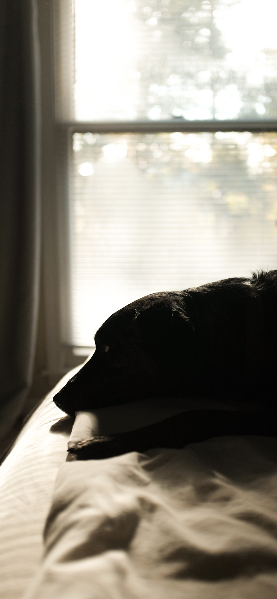 [2436×1125]床 宠物狗 黑狗 汪星人 苹果手机壁纸图片