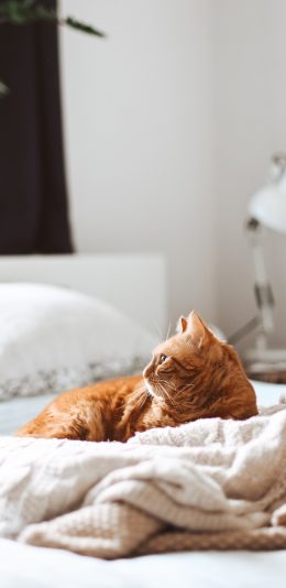 [2436x1125]床上 宠物 猫咪 橘猫 苹果手机壁纸图片