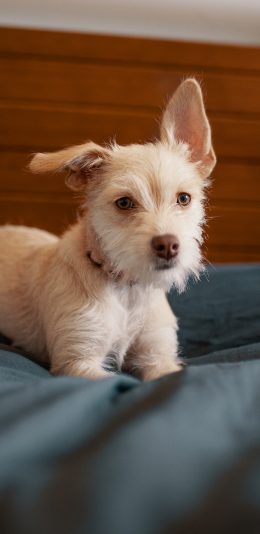 [2436x1125]床上 宠物狗 汪星人 幼犬 苹果手机壁纸图片