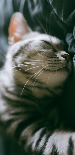 [2436x1125]床单 宠物 猫咪 喵星人 睡觉 苹果手机壁纸图片