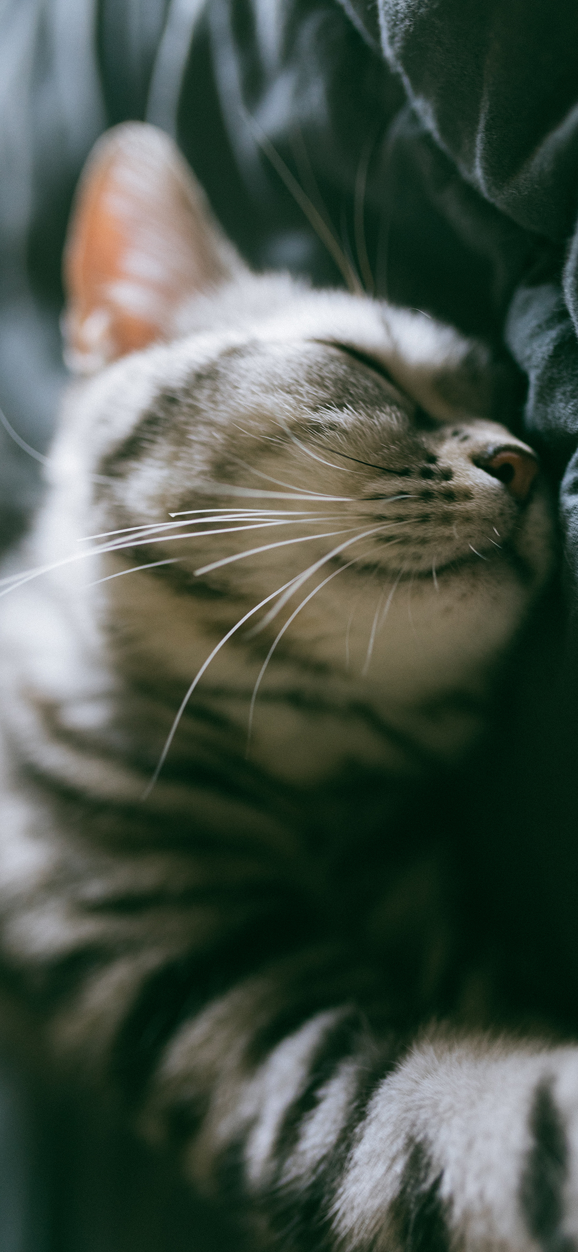 [2436×1125]床单 宠物 猫咪 喵星人 睡觉 苹果手机壁纸图片