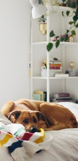 [2436x1125]床铺 宠物 大黄狗 汪星人 苹果手机壁纸图片