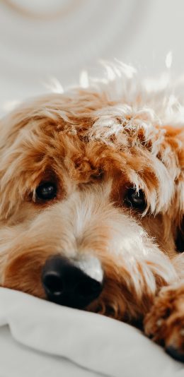 [2436x1125]床铺 狗狗 汪星人 可爱 苹果手机壁纸图片