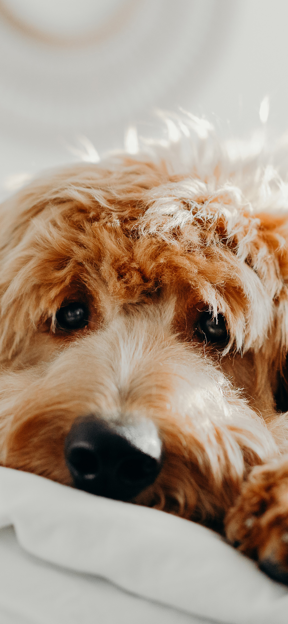 [2436×1125]床铺 狗狗 汪星人 可爱 苹果手机壁纸图片