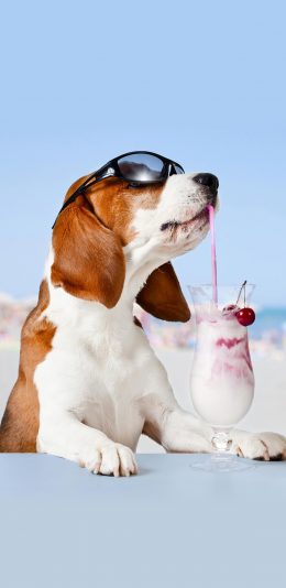 [2436x1125]度假 狗狗 墨镜 海边 饮料 果汁 苹果手机壁纸图片