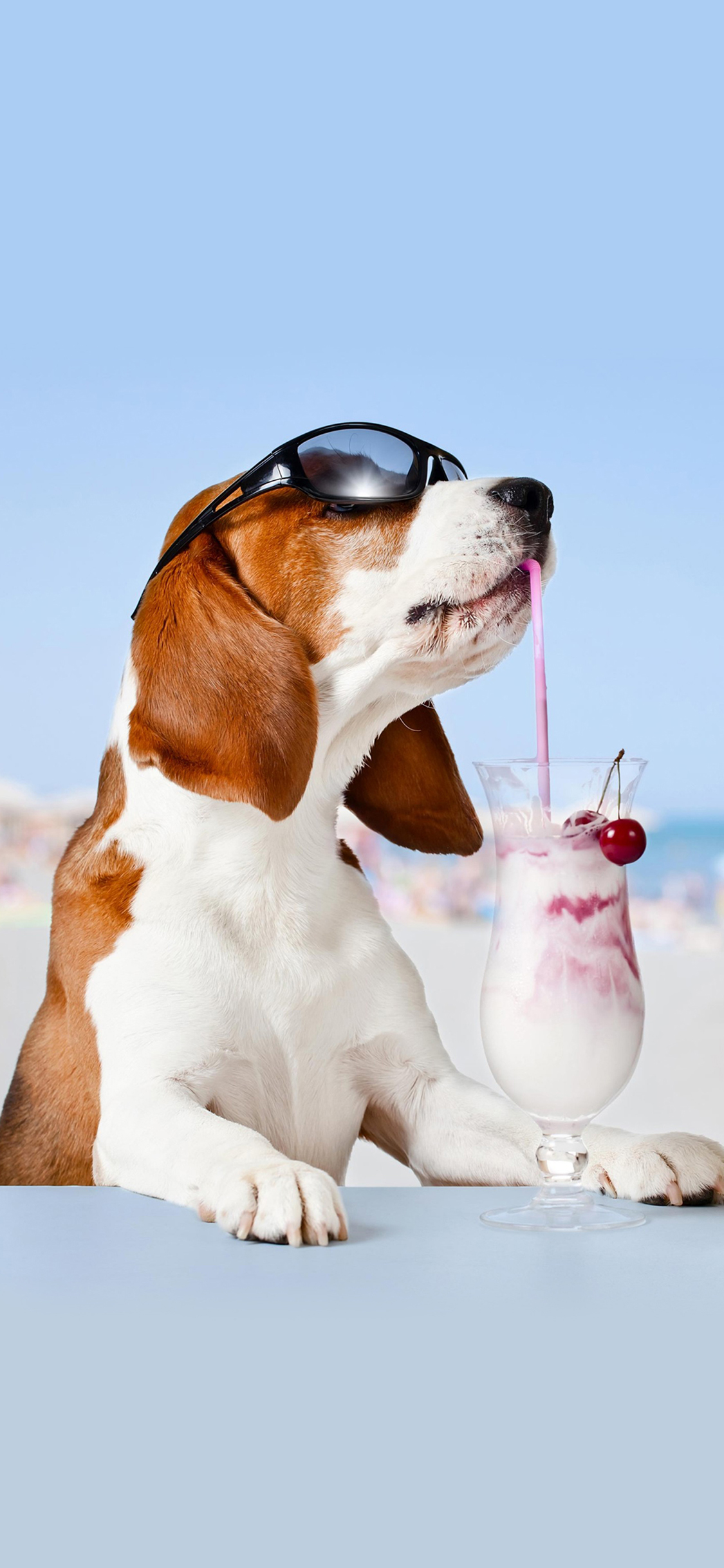 [2436×1125]度假 狗狗 墨镜 海边 饮料 果汁 苹果手机壁纸图片