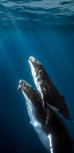 [2436x1125]座头鲸 海洋生物 海底 蓝色 苹果手机壁纸图片
