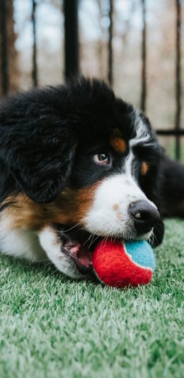 [2436x1125]庭院 草地 宠物狗 球 苹果手机壁纸图片