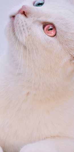 [2436x1125]异瞳 猫咪 白猫 宠物 喵星人 苹果手机壁纸图片
