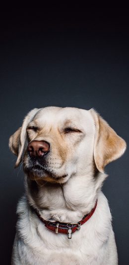 [2436x1125]得意洋洋的狗 苹果手机壁纸图片