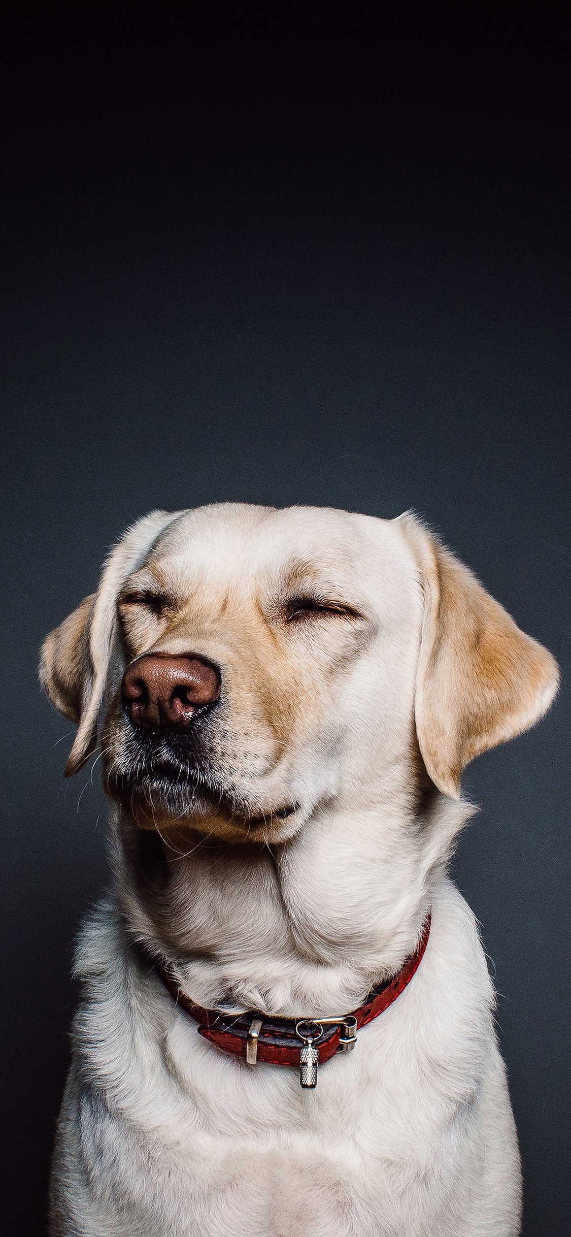 [2436×1125]得意洋洋的狗 苹果手机壁纸图片