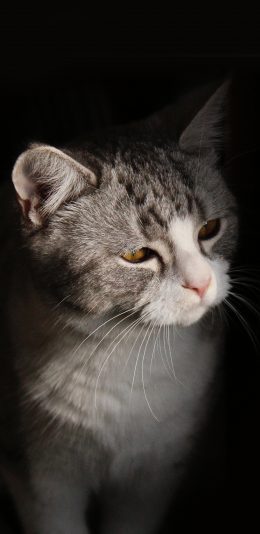 [2436x1125]忧郁的猫 宠物 黑暗 猫咪 苹果手机壁纸图片