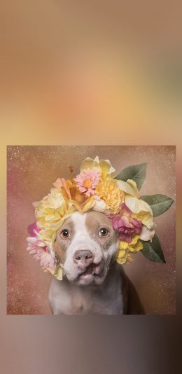 [2436x1125]恶霸 宠物 鲜花 头饰 花环 可爱 狗子 苹果手机壁纸图片