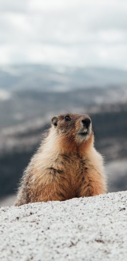 [2436x1125]悬崖 土拨鼠 鼠科 啊 苹果手机壁纸图片