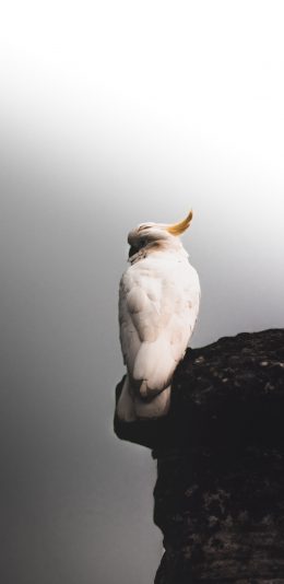 [2436x1125]悬崖 飞鸟 鹦鹉 白色 苹果手机壁纸图片