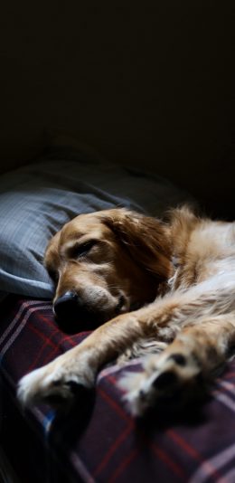 [2436x1125]憨厚的大金毛犬 委屈 睡觉 苹果手机壁纸图片