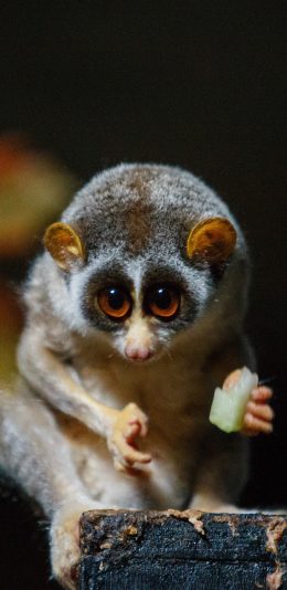 [2436x1125]懒猴 猴类 低等 觅食 苹果手机壁纸图片