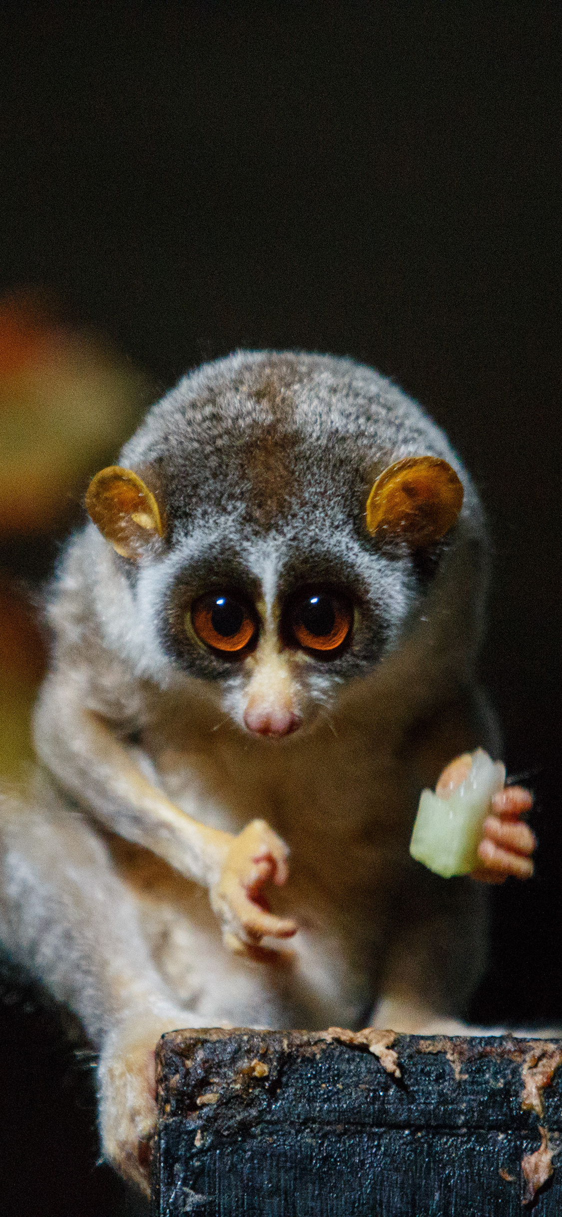 [2436×1125]懒猴 猴类 低等 觅食 苹果手机壁纸图片