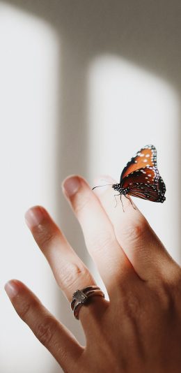 [2436x1125]手 戒指 指尖 蝴蝶 昆虫 苹果手机壁纸图片