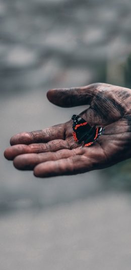 [2436x1125]手掌 昆虫 蝴蝶 苹果手机壁纸图片