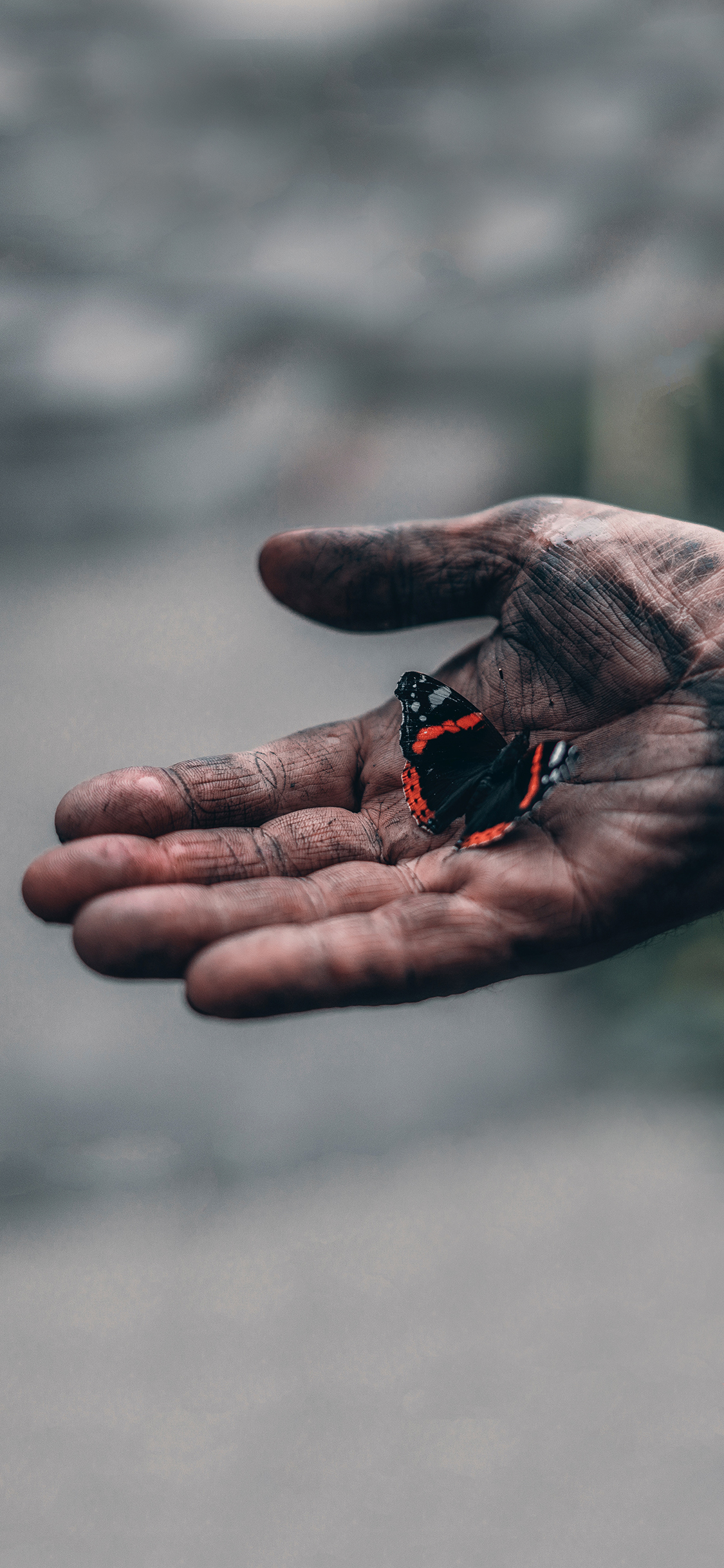 [2436×1125]手掌 昆虫 蝴蝶 苹果手机壁纸图片