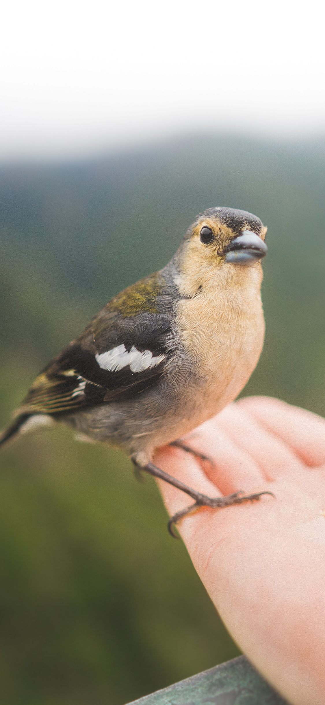 [2436×1125]手掌 飞鸟 苍头燕雀 苹果手机壁纸图片