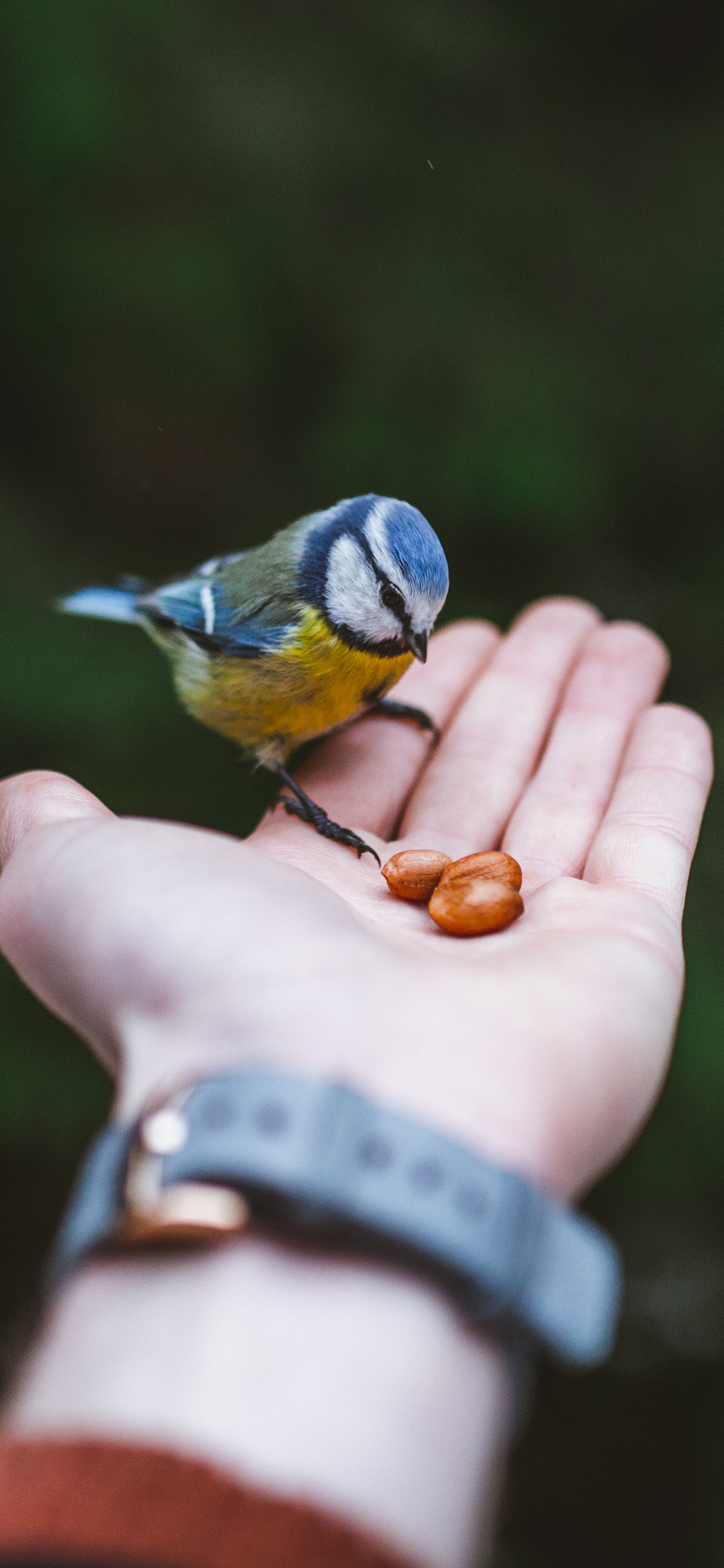 [2436×1125]手掌 飞鸟 蓝山雀 喂食 苹果手机壁纸图片