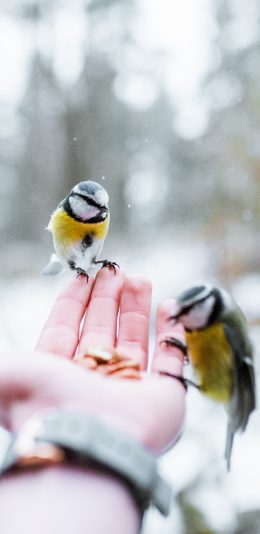 [2436x1125]手掌 飞鸟 青山雀喂食 苹果手机壁纸图片