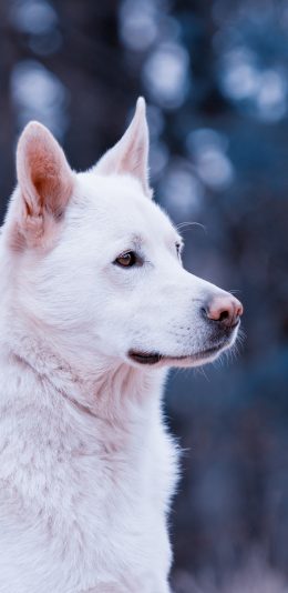 [2436x1125]拉布拉多 动物 宠物 白 苹果手机壁纸图片