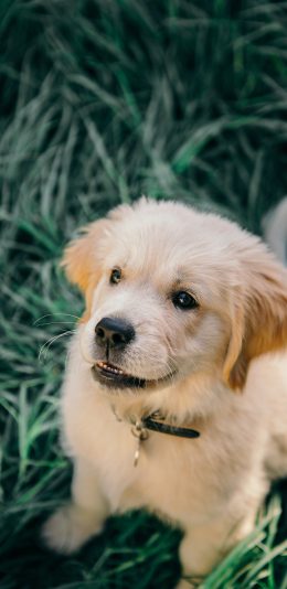 [2436x1125]拉布拉多 土狗 菜地 项圈 苹果手机壁纸图片