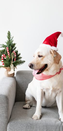 [2436x1125]拉布拉多 圣诞帽 沙发 节日 苹果手机壁纸图片