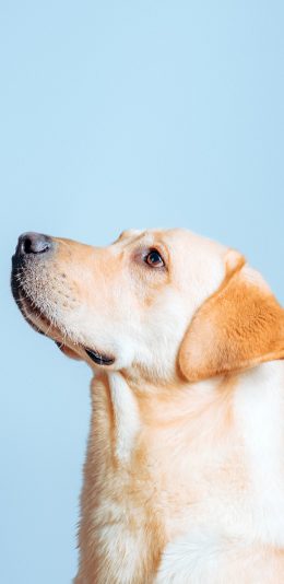 [2436x1125]拉布拉多 狗 犬 汪星人 宠物 苹果手机壁纸图片