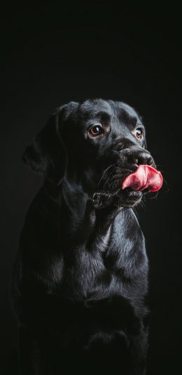 [2436x1125]拉布拉多 黑色 吐舌 狗狗 汪星人 犬 苹果手机壁纸图片