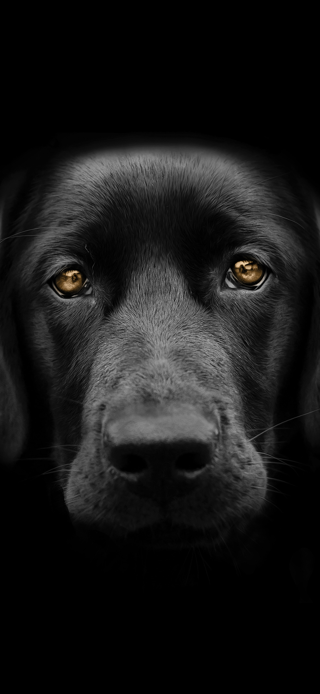 [2436×1125]拉布拉多 黑色 狗 犬 汪星人 宠物 苹果手机壁纸图片