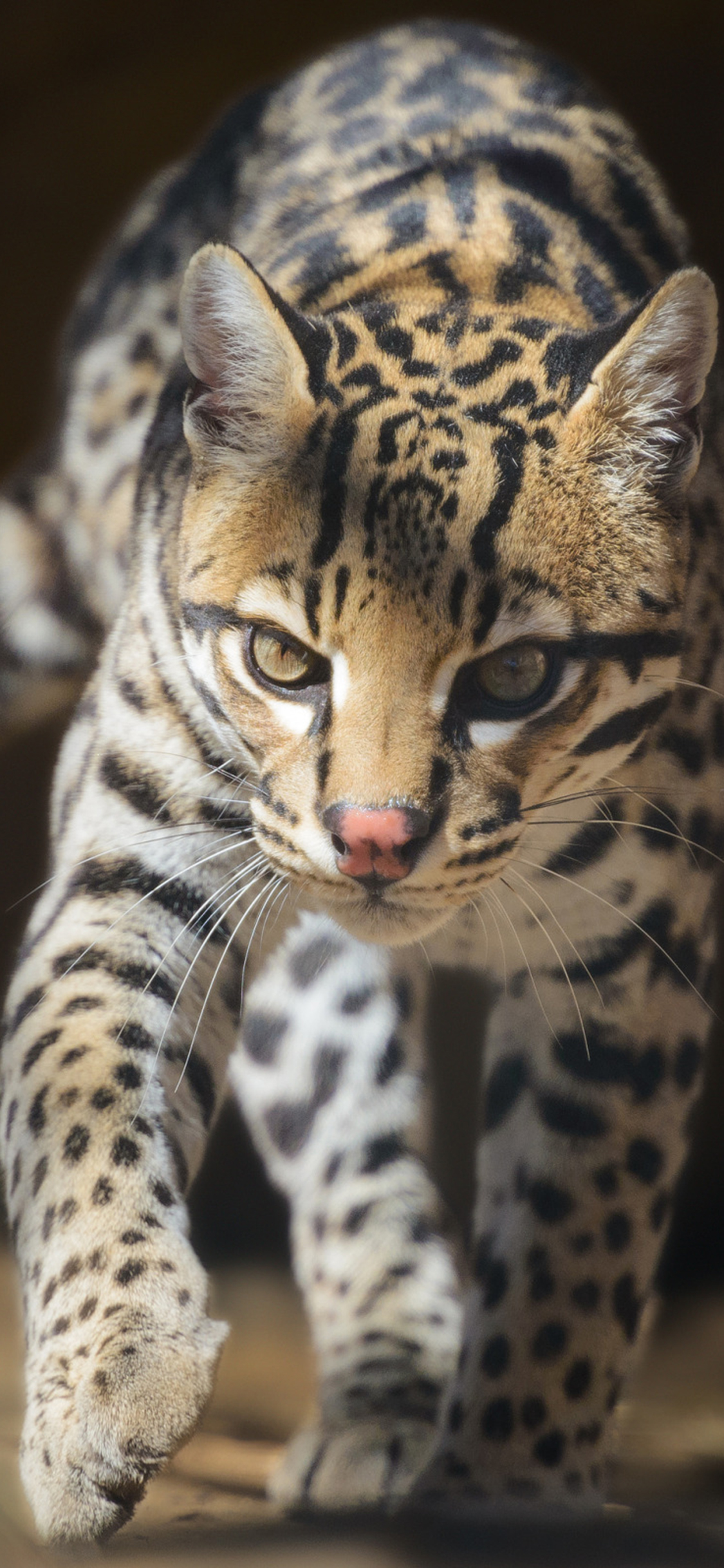 [2436×1125]捕猎 小猎豹 爬行 霸气 苹果手机壁纸图片