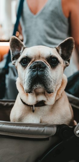 [2436x1125]推车 宠物狗 法斗犬 汪星人 苹果手机壁纸图片